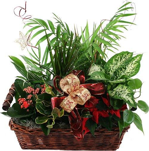 Basket Arrangement of 4 to 5 Plants product313
