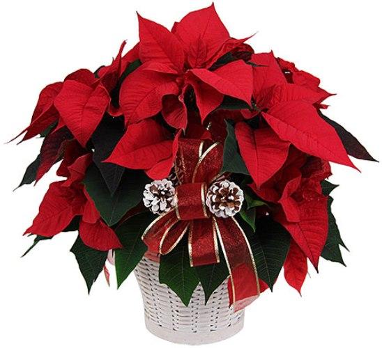 Potted Red Poinsettia Plant (large size) product318