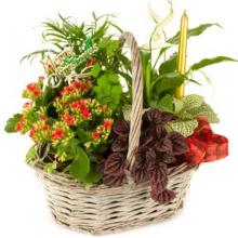 Basket of 4 to 5 Plants Basket of 4 to 5 Plants